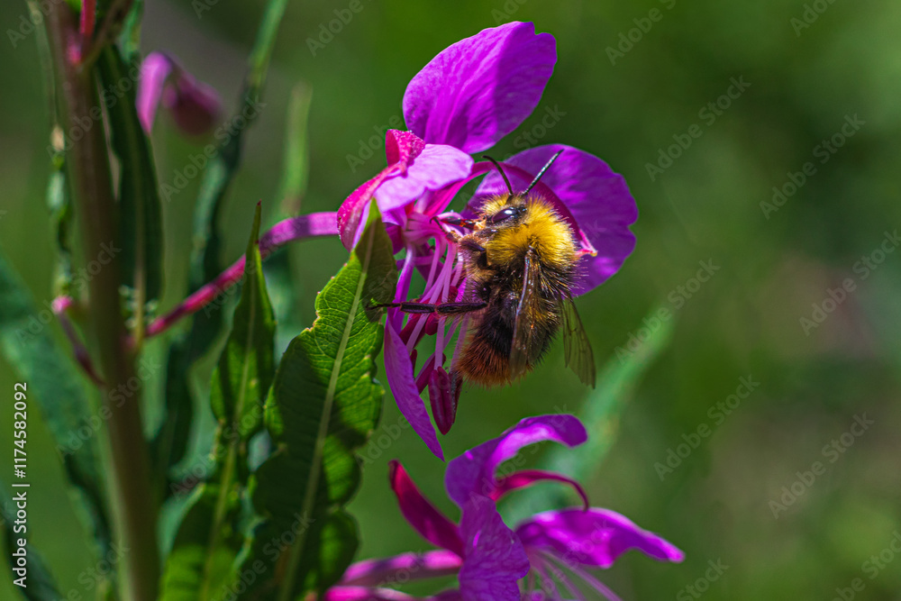 A common carder bee (Bombus pascuorum) on a himalayan balsam flower (Impatiens glandulifera) A common carder bee (Bombus pascuorum) on a himalayan balsam flower (Impatiens glandulifera)