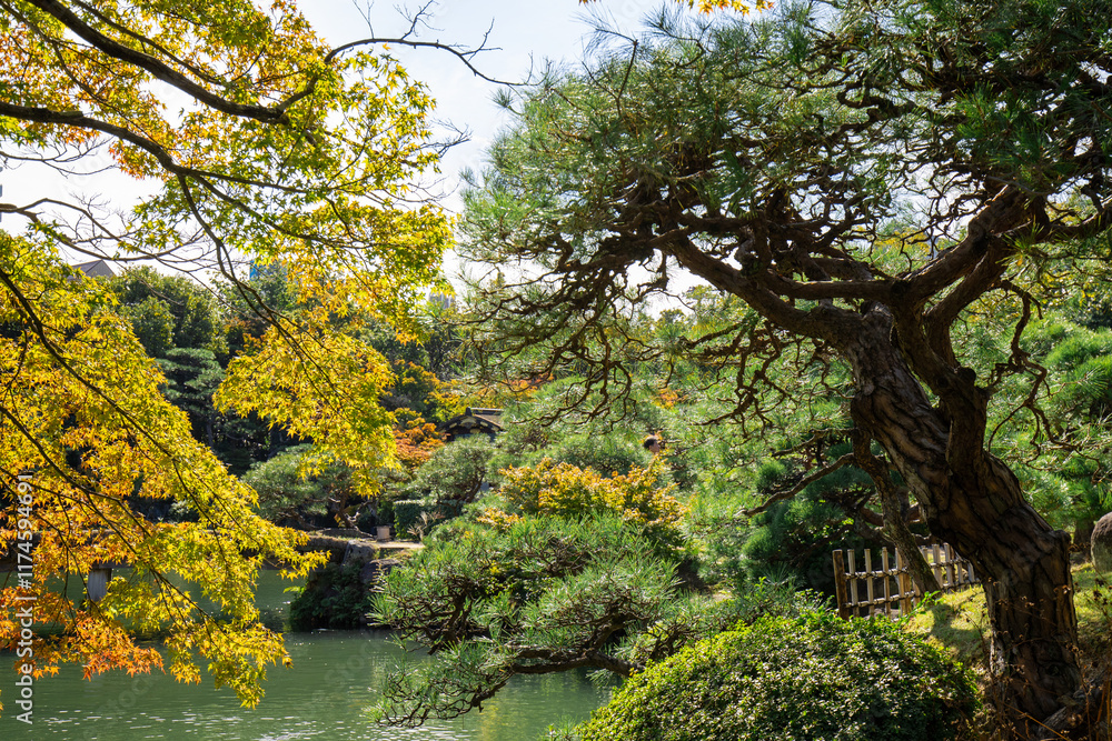 Autumn Leaves in Japan.