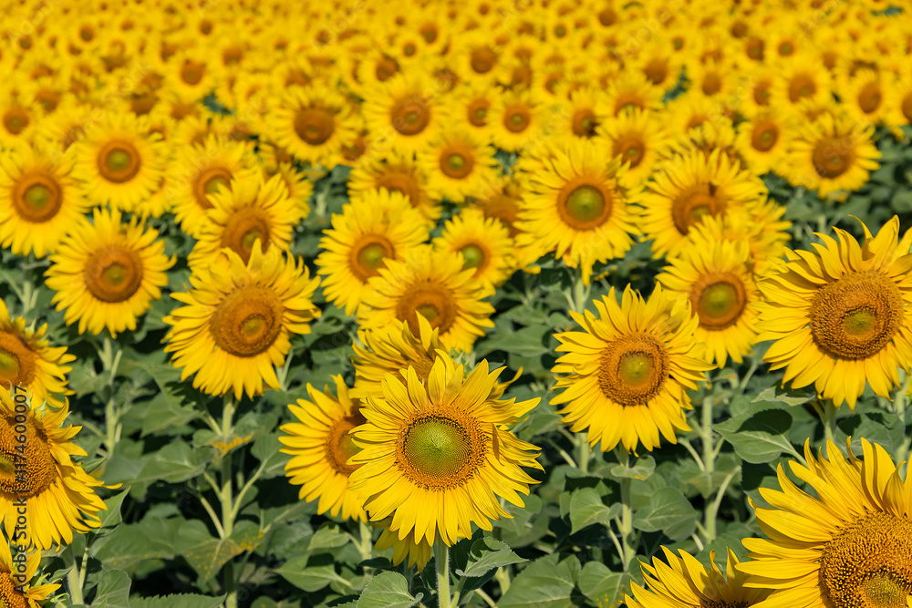 Close-up of sunflowers in agricultural field at sunrise with a clear sky. Close-up of sunflowers in agricultural field at sunrise with a clear sky.