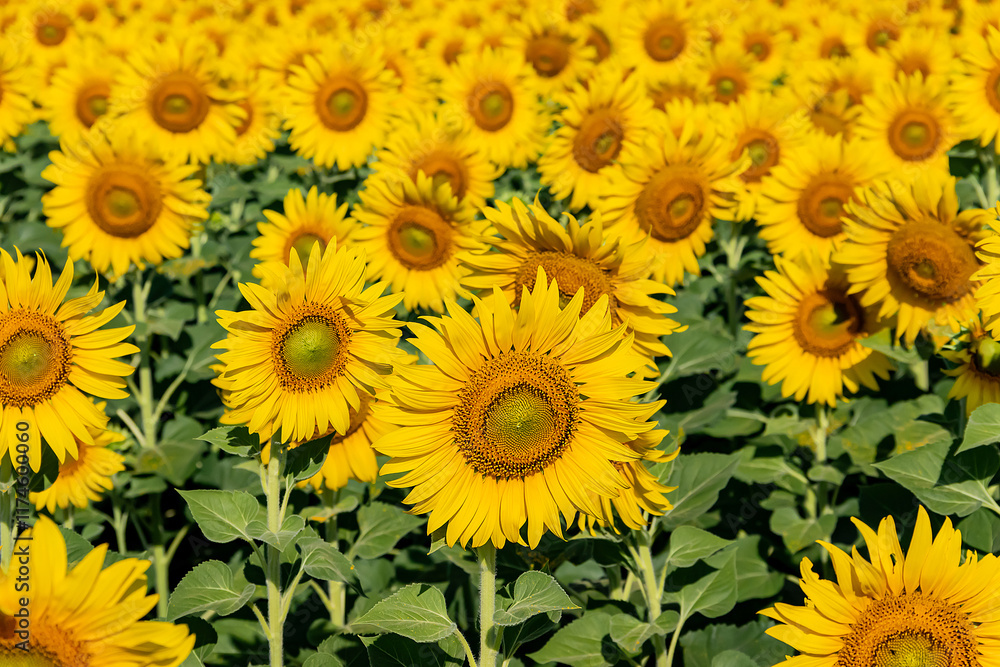 Close-up of sunflowers in agricultural field at sunrise with a clear sky. Close-up of sunflowers in agricultural field at sunrise with a clear sky.