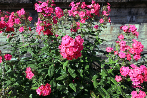 Wallpaper Mural blooming pink phlox (paniculate) in a flowerbed near a concrete wall Torontodigital.ca