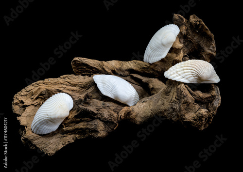 Cerastoderma edule shell on driftwood photo