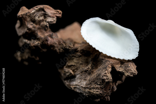 Cerastoderma edule shell on driftwood photo