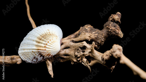 Cerastoderma edule shell on driftwood photo