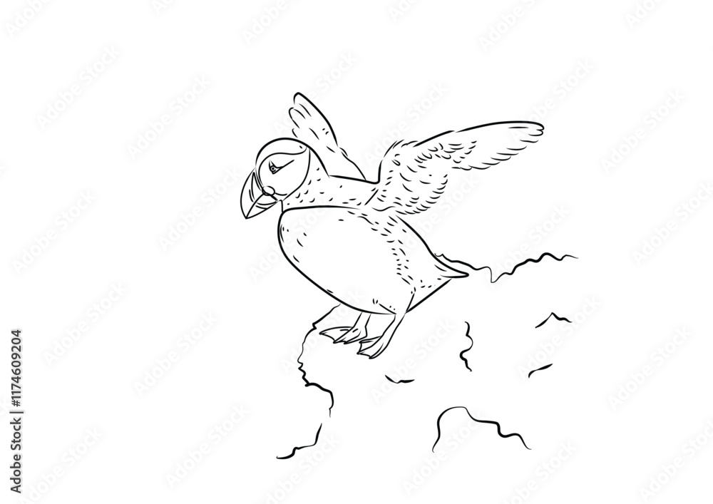 Cute Bird Outline drawing wild animals, black and white outline vector cartoon illustration Cute Bird Outline drawing wild animals, black and white outline vector cartoon illustration
