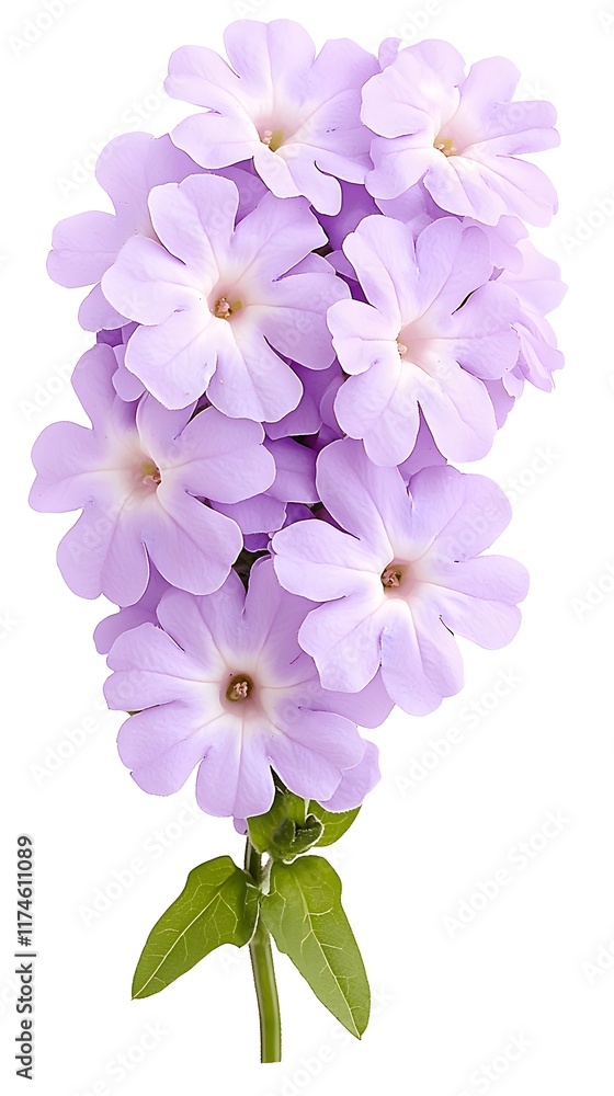 Obraz premium Beautiful Cluster of Light Purple Flowers on White Background
