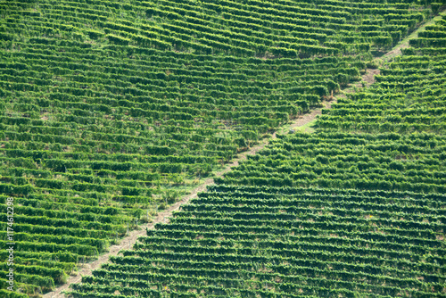 Paesaggi di Langhe, Piemonte