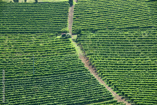 Paesaggi di Langhe, Piemonte