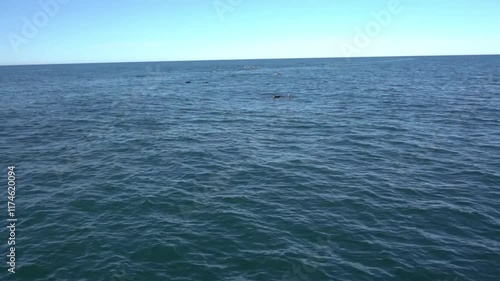 Large Group of Dolphins Surfacing in the Distance