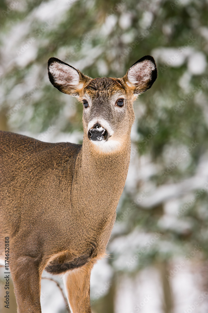 Portrait of a white-tailed deer buck having recently shed his antlers Portrait of a white-tailed deer buck having recently shed his antlers