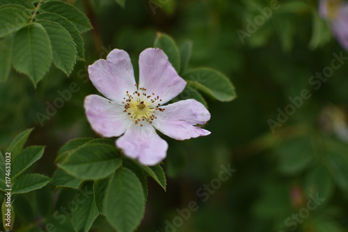 A soft pink flower is blooming among green leaves