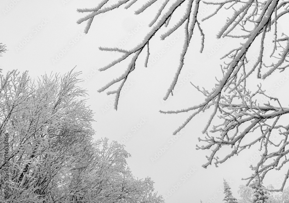 Obraz premium Snow covered tree branches after storm in Rangeley, Maine