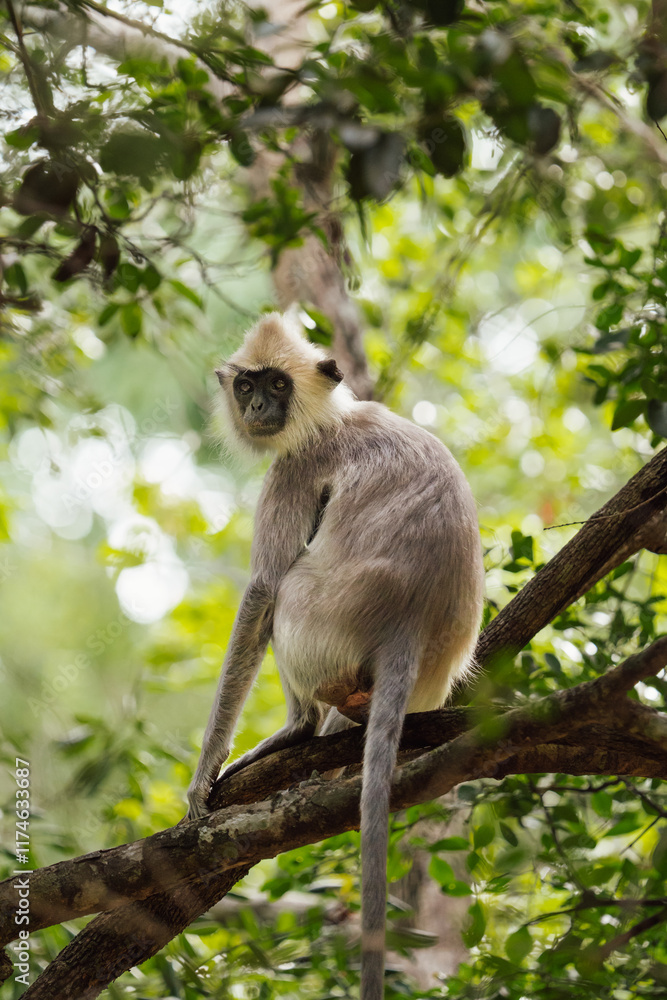 Obraz premium Semnopithecus monkey sitting in jungle tree in Sri Lanka