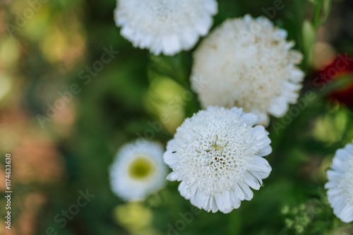 Photography white chrysanthemes blooming in a green summer field.