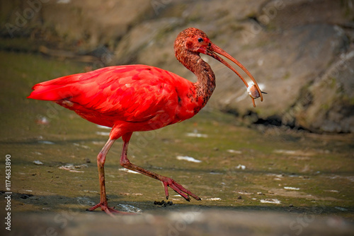 Close up of red bird scarlet ibis, selective focus. photo