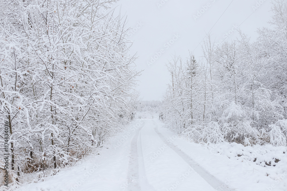 Long Driveway in Snow Covered Long Driveway in Snow Covered