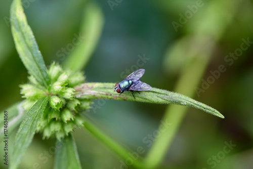 Close-up view of flies on leaf