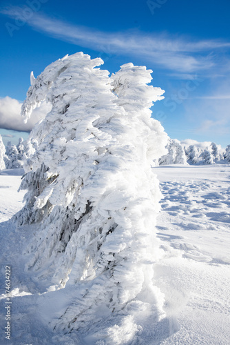 Wallpaper Mural winter wonderland with snowy fir trees in the mountains Torontodigital.ca