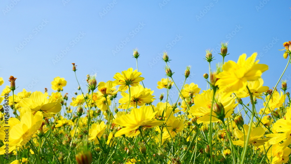 A field of beautiful yellow cosmos flowers amidst a clear sky background A field of beautiful yellow cosmos flowers amidst a clear sky background