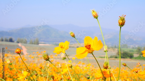 A field of cosmos flowers with a background of mountains and vegetable fields