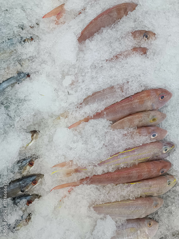 Obraz premium Lots of fish on the ice
