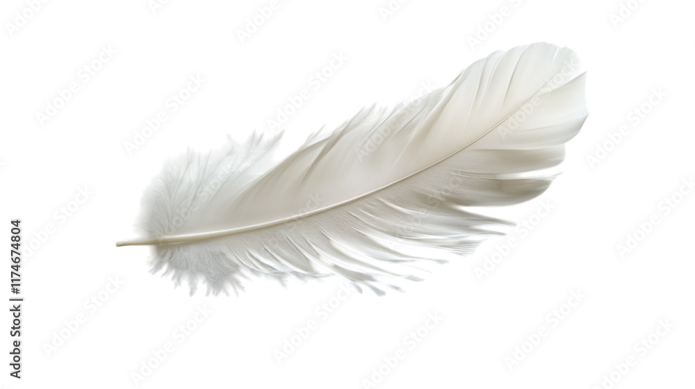 Fototapeta premium feather isolated