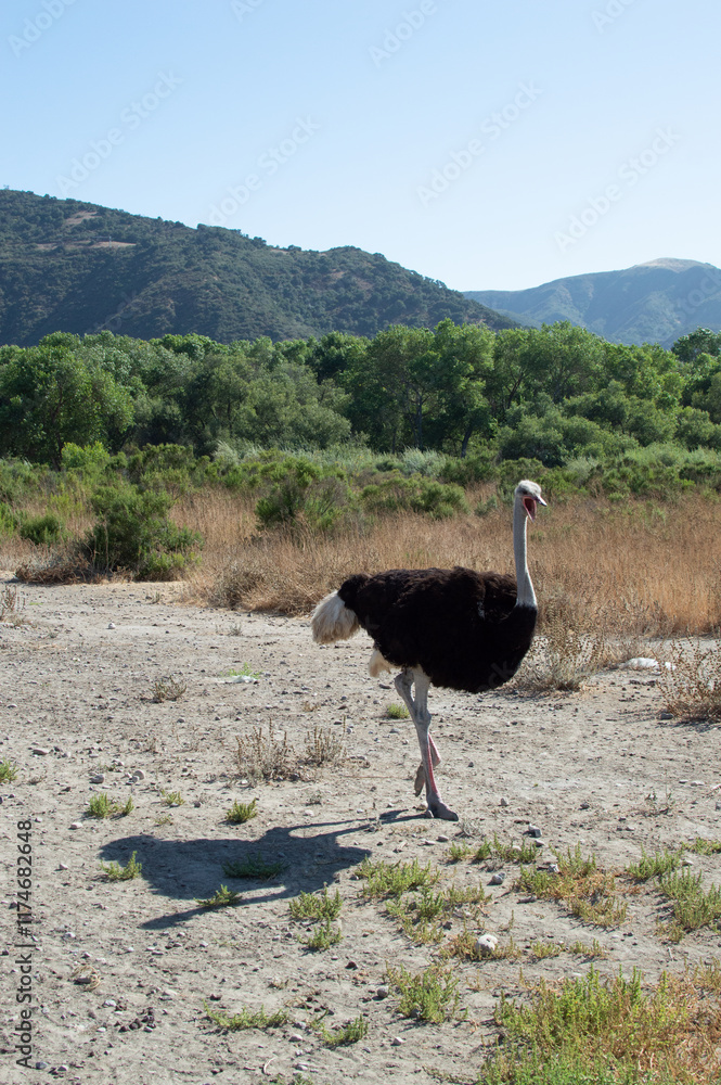 Naklejka premium Ostrich in the desert