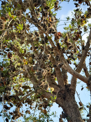 Old Banksia Tree