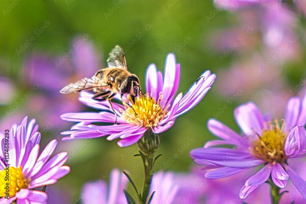 bee on a flower bee on a flower