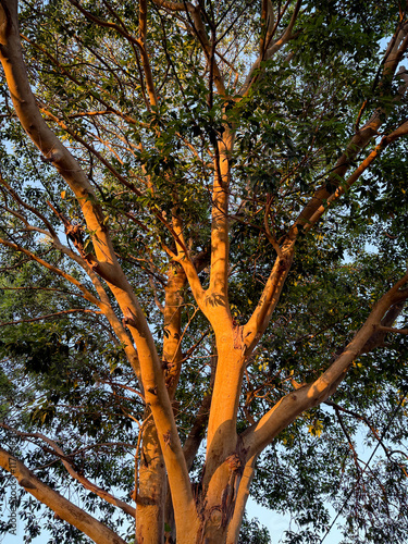 Gum Tree Canopy