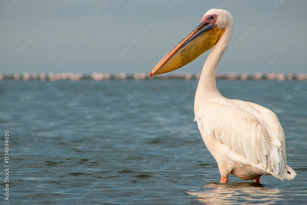 African wild birds. A lone Great pelican on a blue lagoon on a sunny day African wild birds. A lone Great pelican on a blue lagoon on a sunny day
