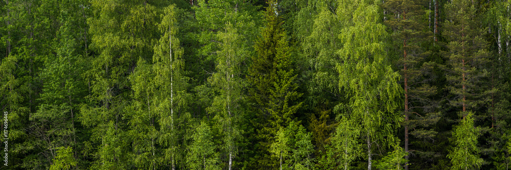 Summer forest landscape. Wide panorama with green tree crowns. Mixed forest. Beautiful panoramic natural background. Summer forest landscape. Wide panorama with green tree crowns. Mixed forest. Beautiful panoramic natural background.