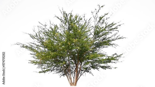 small  tree footage on white background