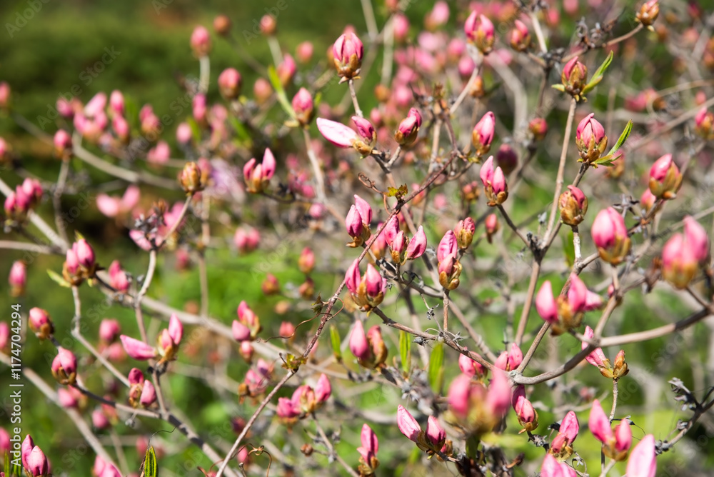 Obraz premium A spring plant with bright pink buds blooming in the botanical garden of Vladivostok, Primorsky Krai, Russia. Young flowers are opening against a backdrop of green foliage
