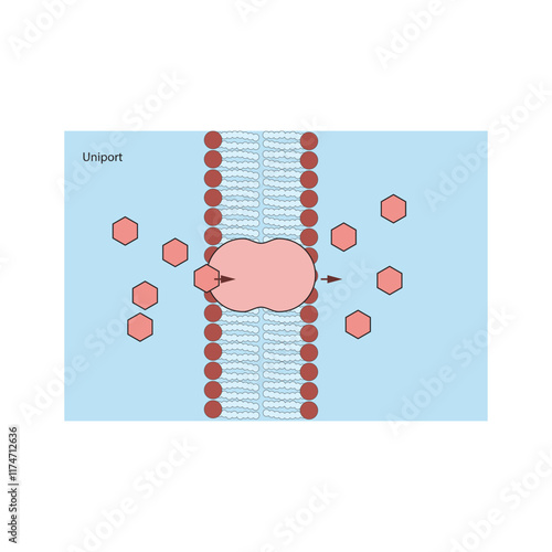 A diagram of Uniport transport via a membrane - simple schematic illustration. skeletal structure diagram. compound molecule scientific illustration.