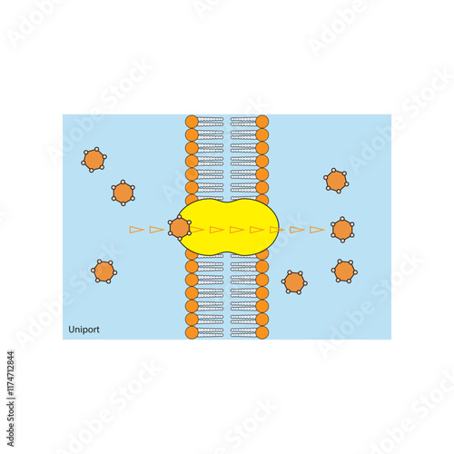 A diagram of Uniport transport via a membrane - simple schematic illustration. skeletal structure diagram. compound molecule scientific illustration.