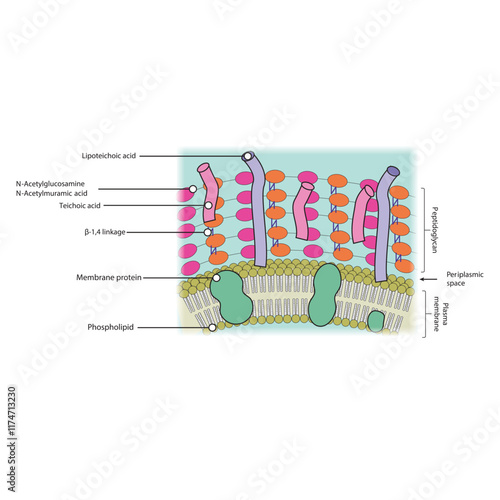 Diagram of Gram positive bacteria envelope, including  teichoic and lipoteichoic acids, membrane and proteins. skeletal structure diagram. compound molecule scientific illustration.