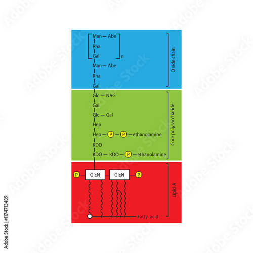 Diagram of Salmonella LPS - lipopolysaccharide - simplified  illustration showing Lipid A, Core polysaccharide and O side chain. skeletal structure diagram. compound molecule scientific illustration.