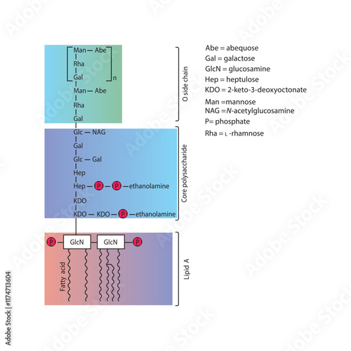 Diagram of Salmonella LPS - lipopolysaccharide - simplified  illustration showing Lipid A, Core polysaccharide and O side chain. skeletal structure diagram. compound molecule scientific illustration.