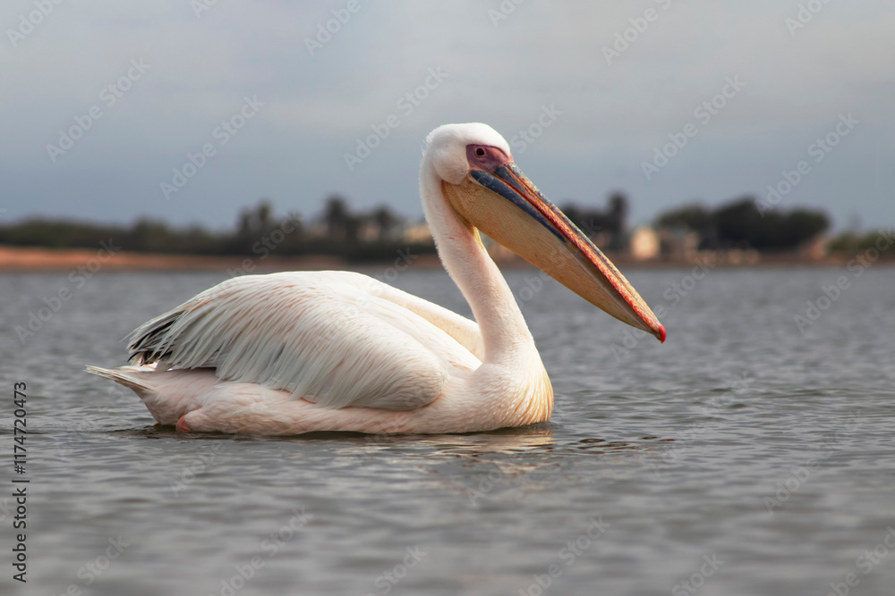 Great white pelican on a blue lagoon on a sunny morning Great white pelican on a blue lagoon on a sunny morning