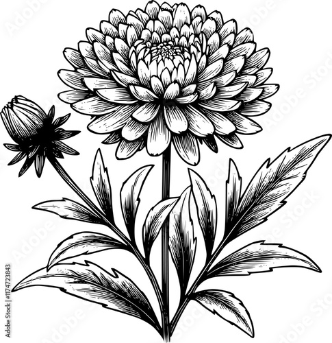 black and white aster flower, aster flower lineart
