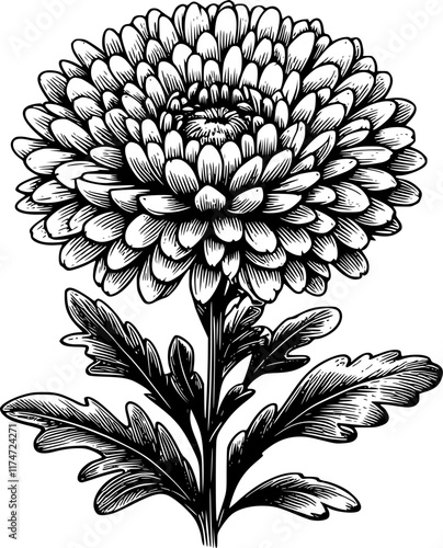 black and white aster flower, aster flower lineart