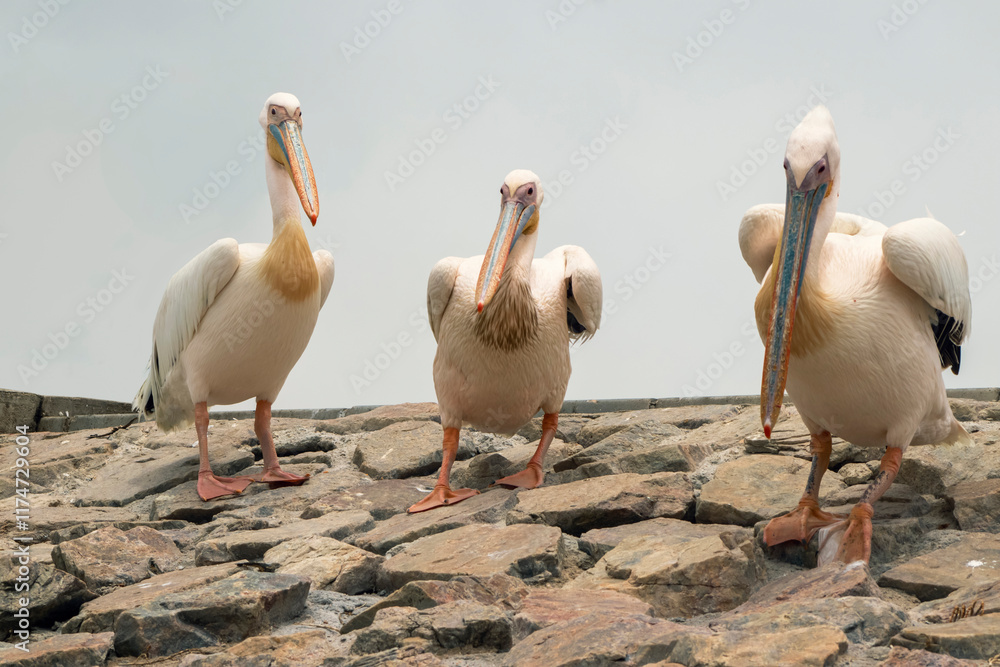 Obraz premium Three Great White Pelicans on a stone wall.