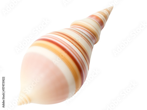 A large, colorful seashell with a pointed tip and intricate patterns of brown, orange, and white stripes photo