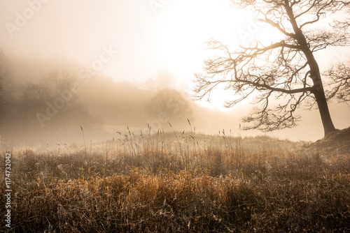 Stunning dramatic atmospheric sunrise landscape image of foggy morning at Elter Water around River Brathay in Lake District