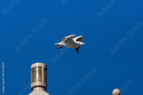 ユリカモメ！
小型のカモメです。東京の都民の鳥に指定されていますが、冬に北から越冬のために渡ってくるため、通年で見られるわけではありません。
