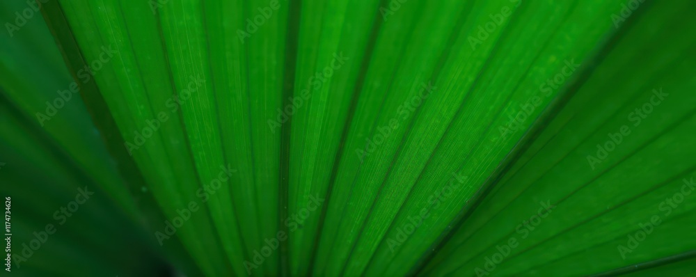 Obraz premium Close-up of deeply textured palm leaf, showcasing its rich green color and intricate lines , stock, botanical, palm frond