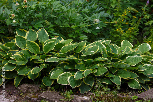 Fototapeta Naklejka Na Ścianę i Meble -  Hosta fortunei Aureomarginata in the garden. Hosta - an ornamental plant for landscaping park and garden design