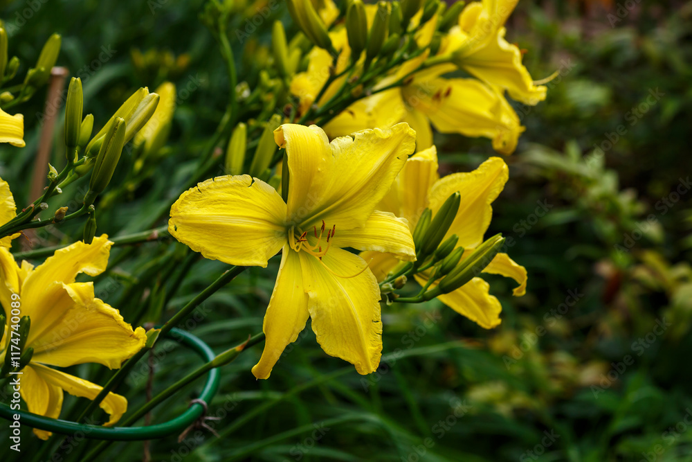 Daylily , or lemon-yellow daylily ( Latin- Hemerocallis citrina ) is a beautifully flowering perennial herbaceous plant; a species of the genus Daylily of the family Hemerocallidaceae Daylily , or lemon-yellow daylily ( Latin- Hemerocallis citrina ) is a beautifully flowering perennial herbaceous plant; a species of the genus Daylily of the family Hemerocallidaceae