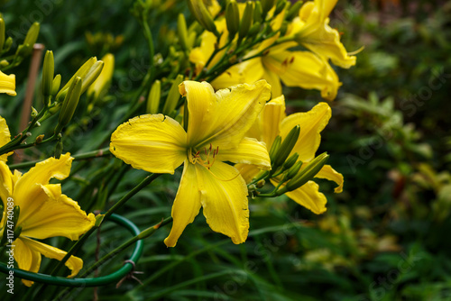 Bild auf Leinwand Daylily , or lemon-yellow daylily ( Latin- Hemerocallis citrina ) is a beautiful